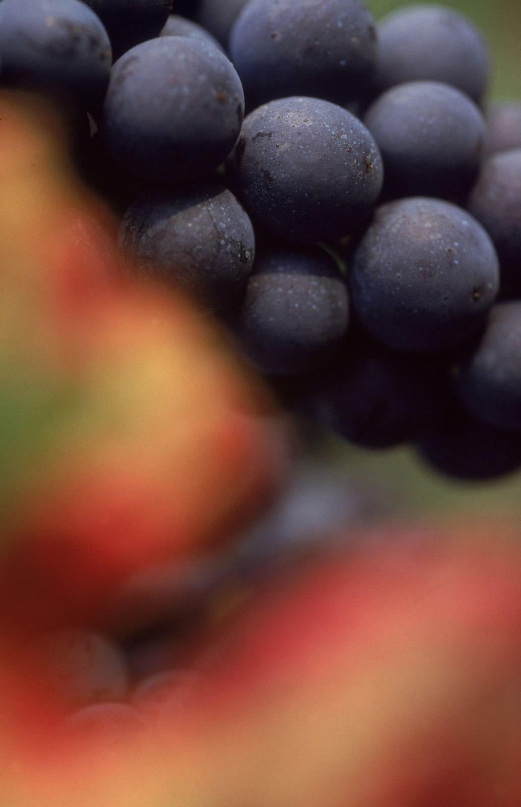 Gros plan d'une grappe de raisin noir du Luberon