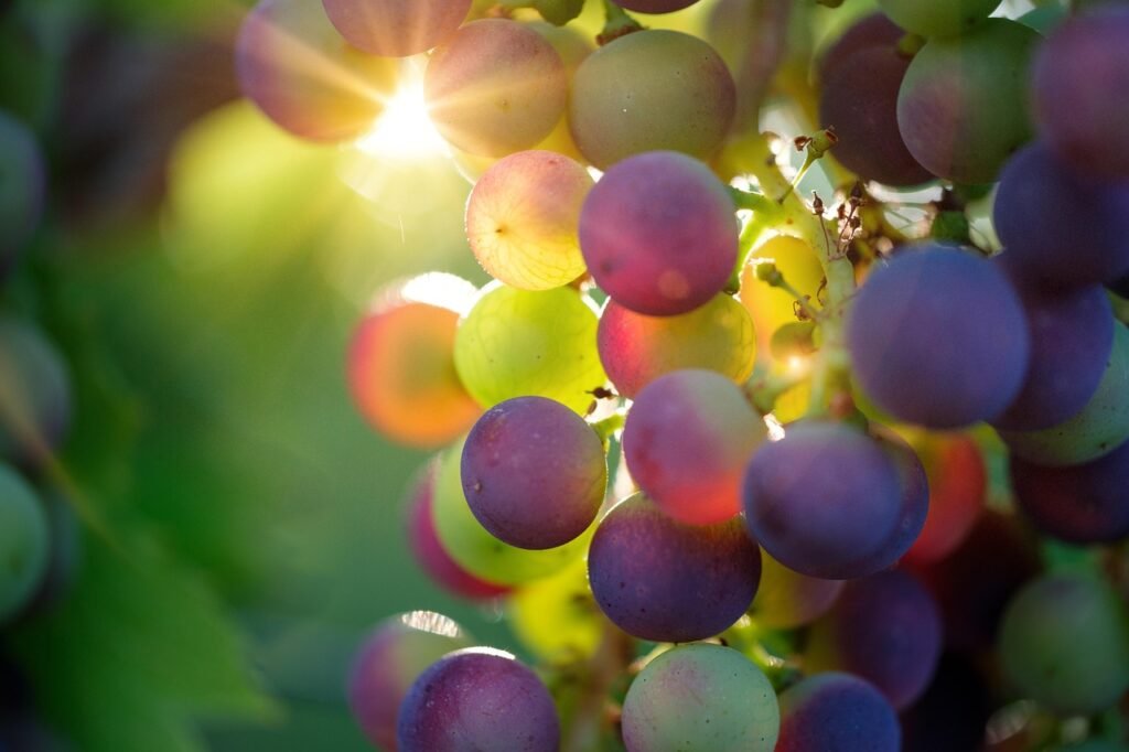 Grappe de raisin au soleil