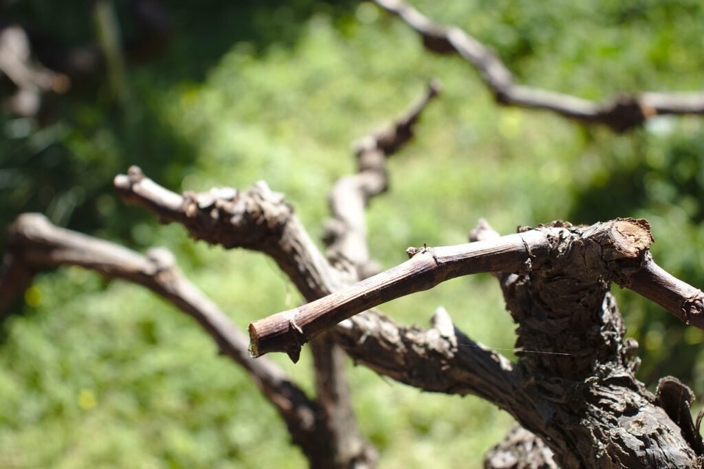 Pied de vigne en hiver