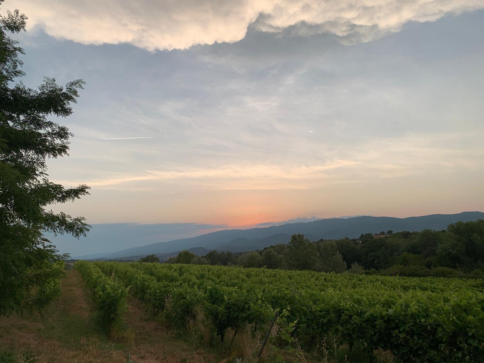 Lever de soleil sur les vignes biologiques à Grambois (Luberon)